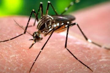 Casos confirmados de dengue sobem para 17,8 mil em Minas e acendem alerta no estado