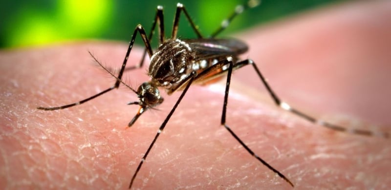 Casos confirmados de dengue sobem para 17,8 mil em Minas e acendem alerta no estado