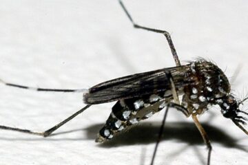 Casos de dengue e mortes pela doença voltam a subir em Minas Gerais