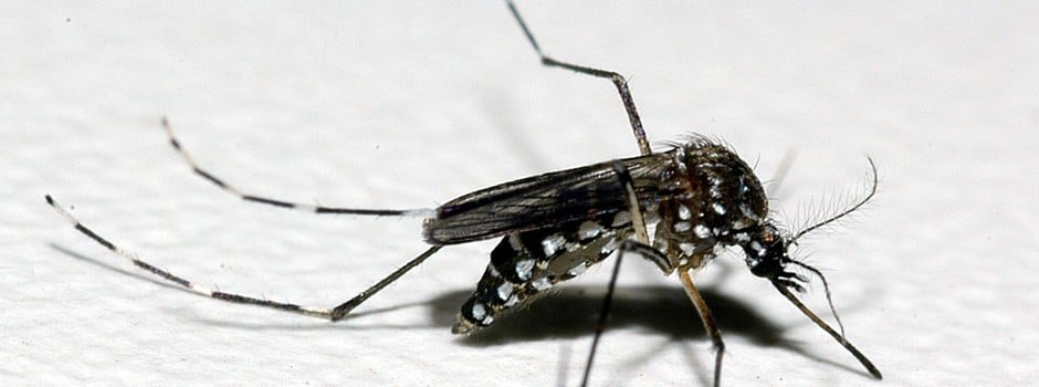 Casos de dengue e mortes pela doença voltam a subir em Minas Gerais