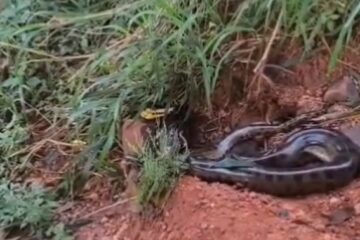 Sucuri é capturada em quintal de casa no interior de Minas Gerais