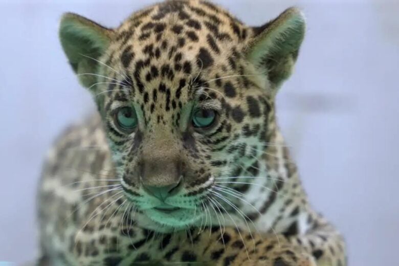 Onça-pintada nascida no BioParque Vale Amazônia ganha o nome de Xingu, em homenagem ao Rio Amazonas