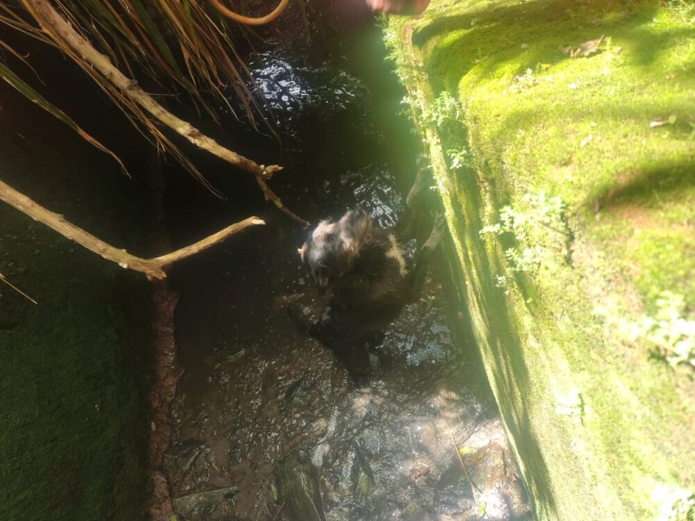 Cão é resgatado de canaleta com três metros de profundidade em João Monlevade
