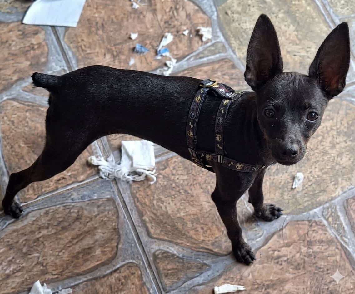 Tutores pedem ajuda para encontrar cachorro desaparecido no bairro Gabiroba, em Itabira