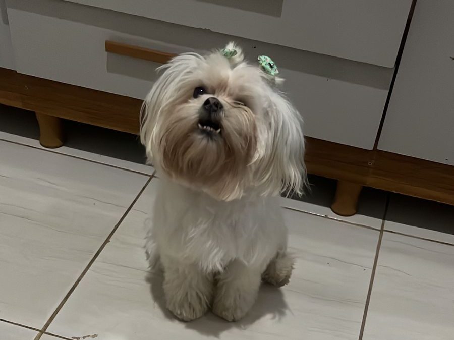 Tutora procura por cachorra desaparecida no bairro Jardim das Oliveiras, em Itabira