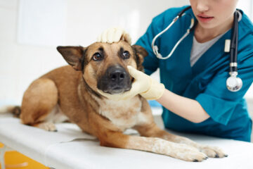 Clínica veterinária terá que indenizar tutor após castração incompleta de cadela em Minas