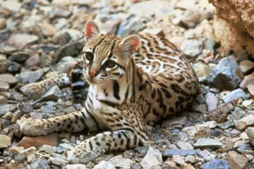Jaguatirica morre atropelada na MGC-120, em Nova Era