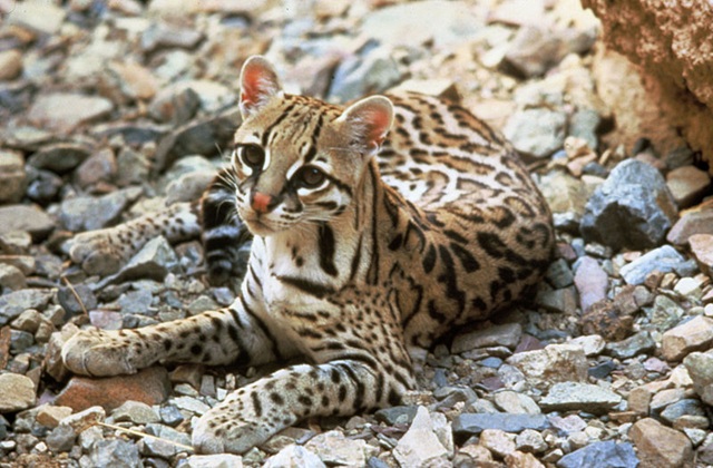 Jaguatirica morre atropelada na MGC-120, em Nova Era