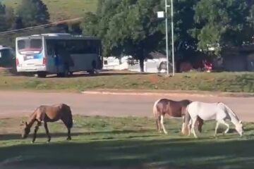 Animais soltos voltam a preocupar motoristas na MG-129 em Itabira