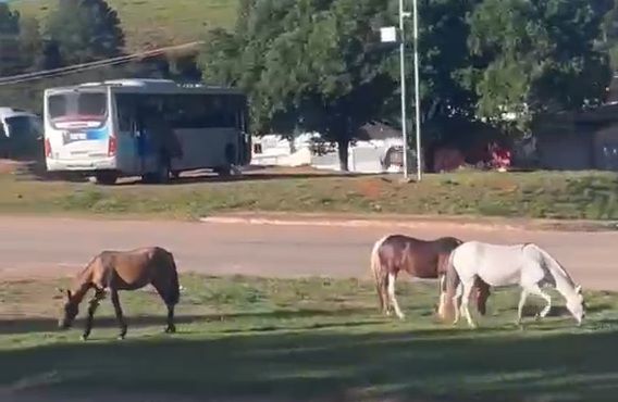 Animais soltos voltam a preocupar motoristas na MG-129 em Itabira
