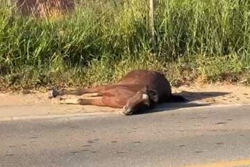 Cavalo agoniza às margens da BR-458 no Vale do Aço; motoristas alertam sobre risco constante de animais soltos na rodovia