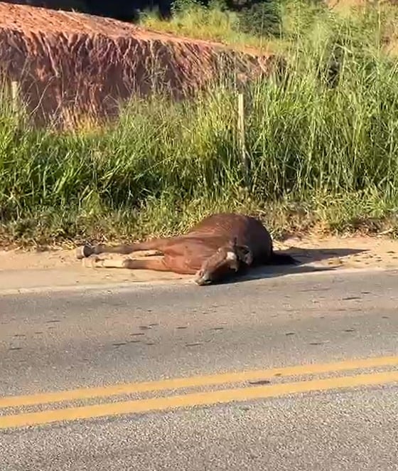 Cavalo agoniza às margens da BR-458 no Vale do Aço; motoristas alertam sobre risco constante de animais soltos na rodovia