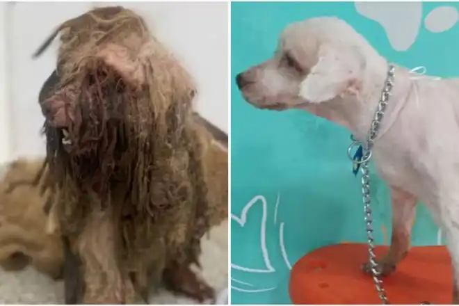 Justiça do Ceará condena mulher a pagar R$ 7 mil por danos morais e materiais a um cão