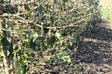 Granizo atinge lavouras de café e preocupa produtores em Minas