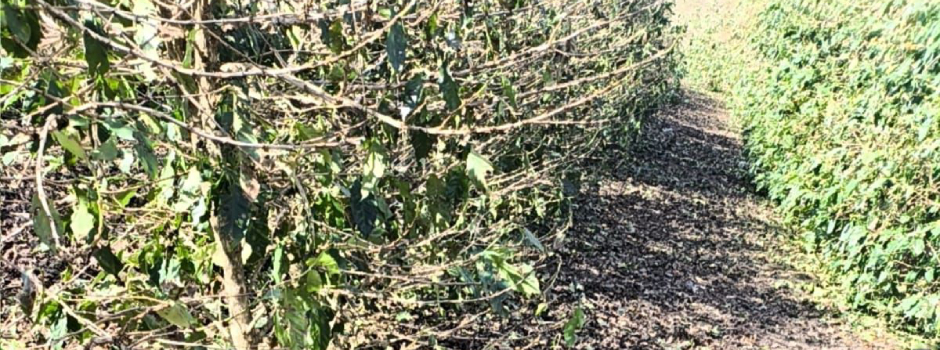 Granizo atinge lavouras de café e preocupa produtores em Minas