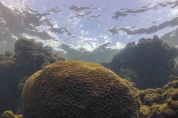 El Niño excepcional pode elevar risco de fome em várias regiões do planeta