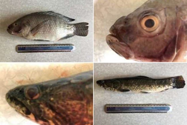 Iniciativa do Ministério Público previne mortandade de peixes no reservatório de Rio de Peixe, em Itabira