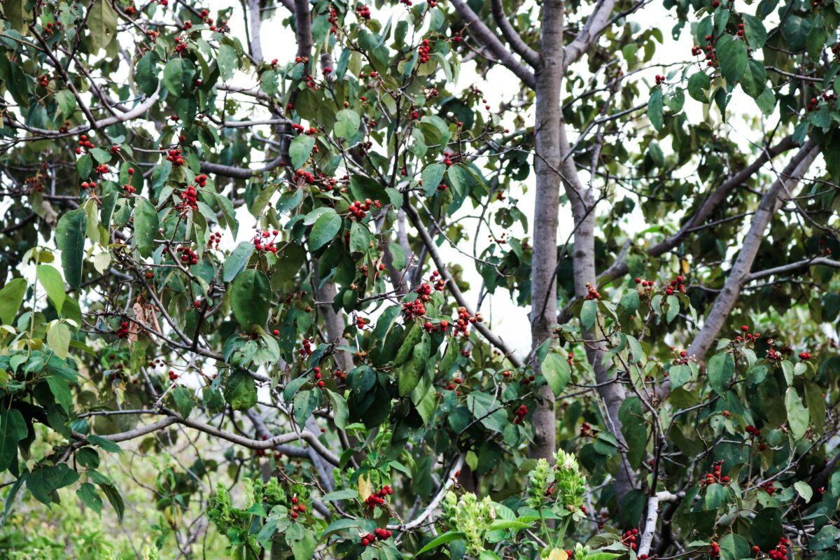 Câmara aprova projeto para plantio de árvores frutíferas em praças, parques e escolas de Itabira