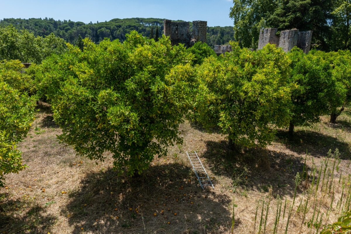 Câmara aprova em segundo turno projeto que prevê plantio de árvores frutíferas em espaços públicos de Itabira