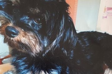E lá se foi o meu cachorro Chiquinho!
