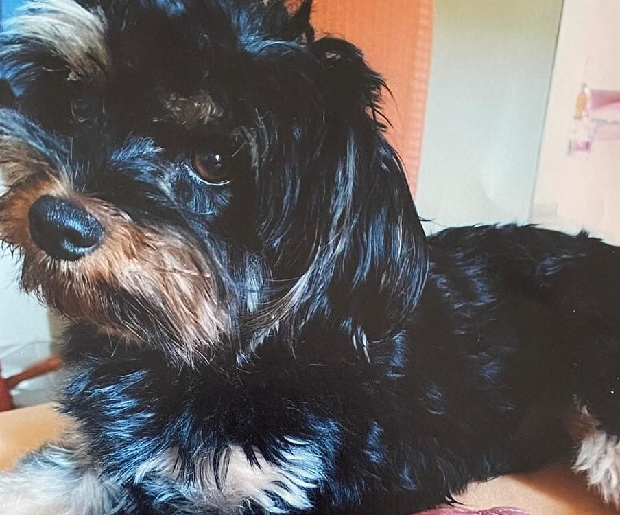 E lá se foi o meu cachorro Chiquinho!