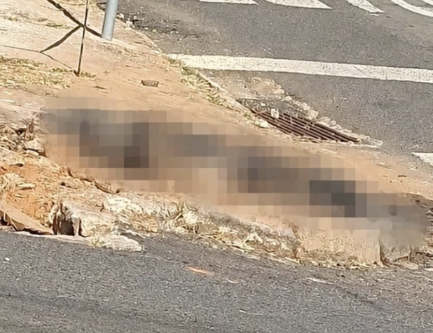Homem é preso após atear fogo em cadela para atingir ex-companheira em Passos