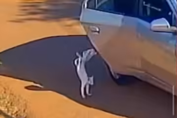 Gato é jogado de carro em movimento, corre atrás do veículo e acaba atropelado