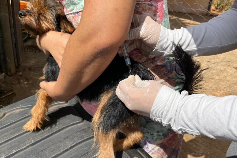 São Gonçalo do Rio Abaixo divulga o calendário   de vacinação antirrábica