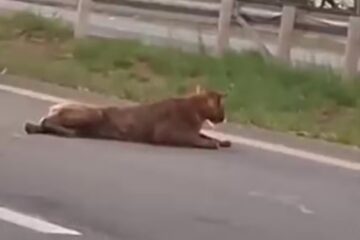 Após possível atropelamento, onça-parda é puxada pelo rabo em rodovia de São Paulo