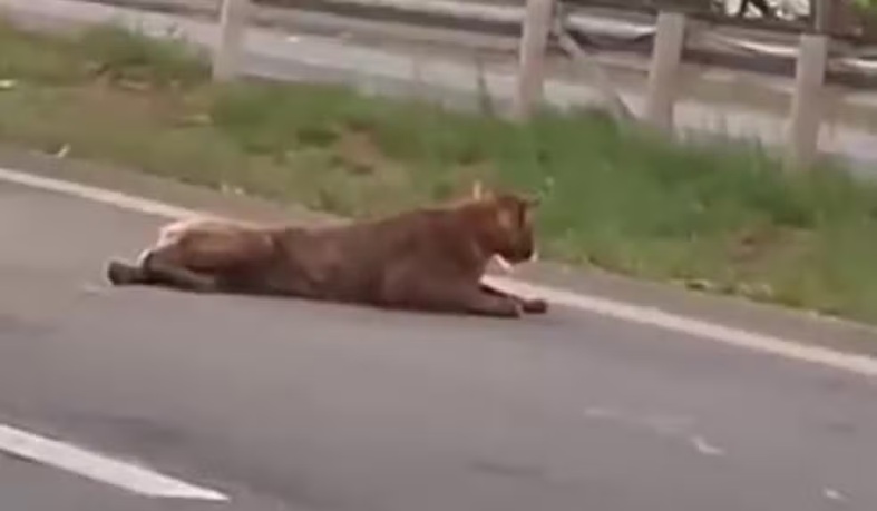 Após possível atropelamento, onça-parda é puxada pelo rabo em rodovia de São Paulo