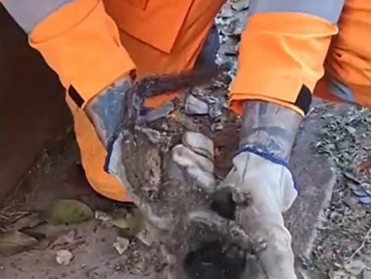 Filhote de mico é resgatado pelos bombeiros após sofrer descarga elétrica em Nova Lima