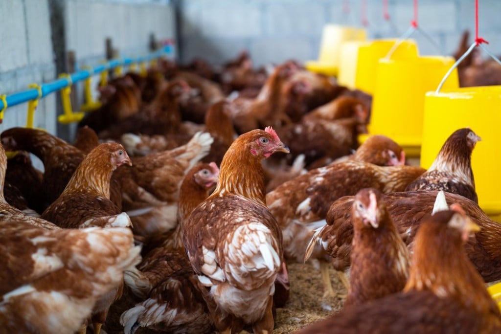 Cemig é condenada a indenizar granja após morte de 7,7 mil aves por falta de energia