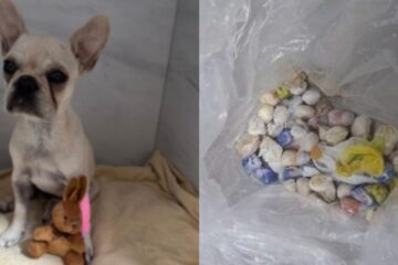 Cadelinha que ingeriu crack será indenizada em R$ 38 mil