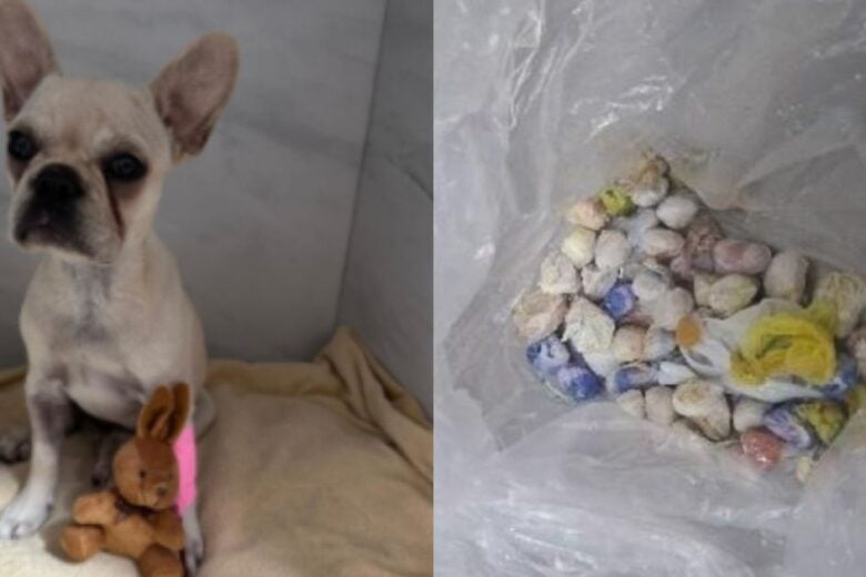 Cadelinha que ingeriu crack será indenizada em R$ 38 mil
