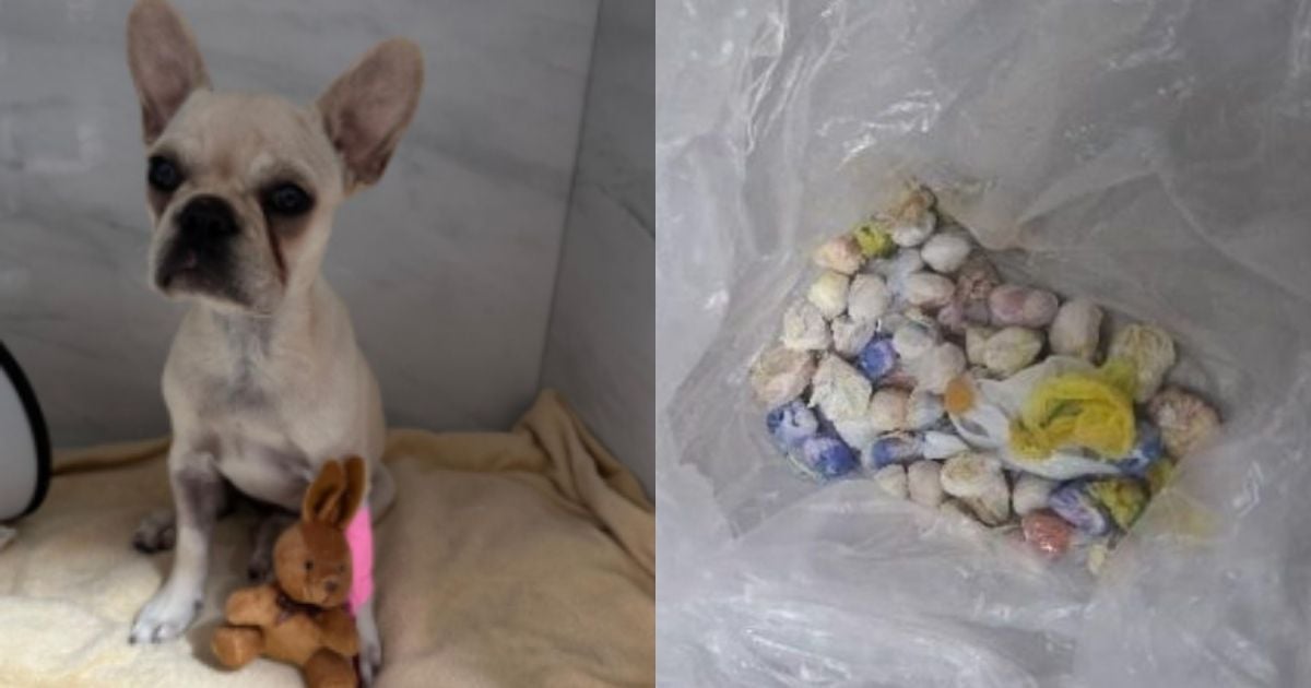 Cadelinha que ingeriu crack será indenizada em R$ 38 mil