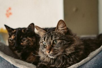 Topa ganhar para cuidar de gatos numa ilha grega? Veja como se cadastrar