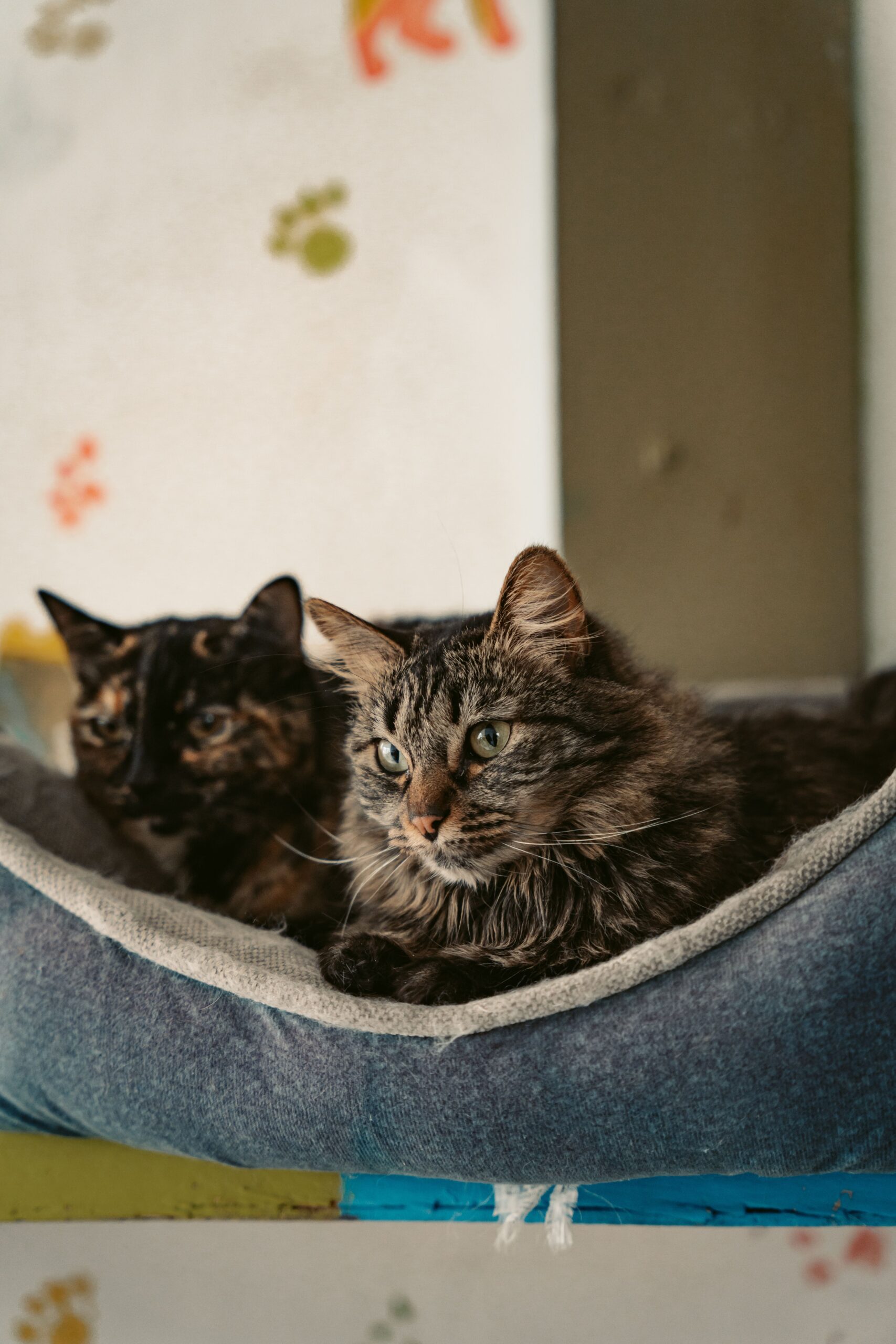 Topa ganhar para cuidar de gatos numa ilha grega? Veja como se cadastrar