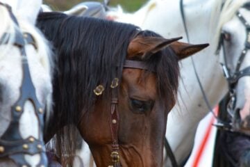 Nova Zelândia busca novos moradores para cuidar de cavalos, burros e outros animais e oferece moradia grátis
