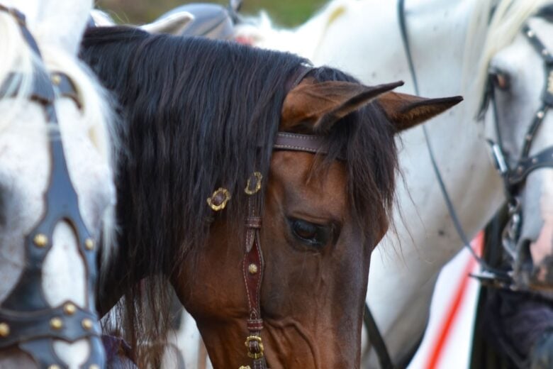 Nova Zelândia busca novos moradores para cuidar de cavalos, burros e outros animais e oferece moradia grátis