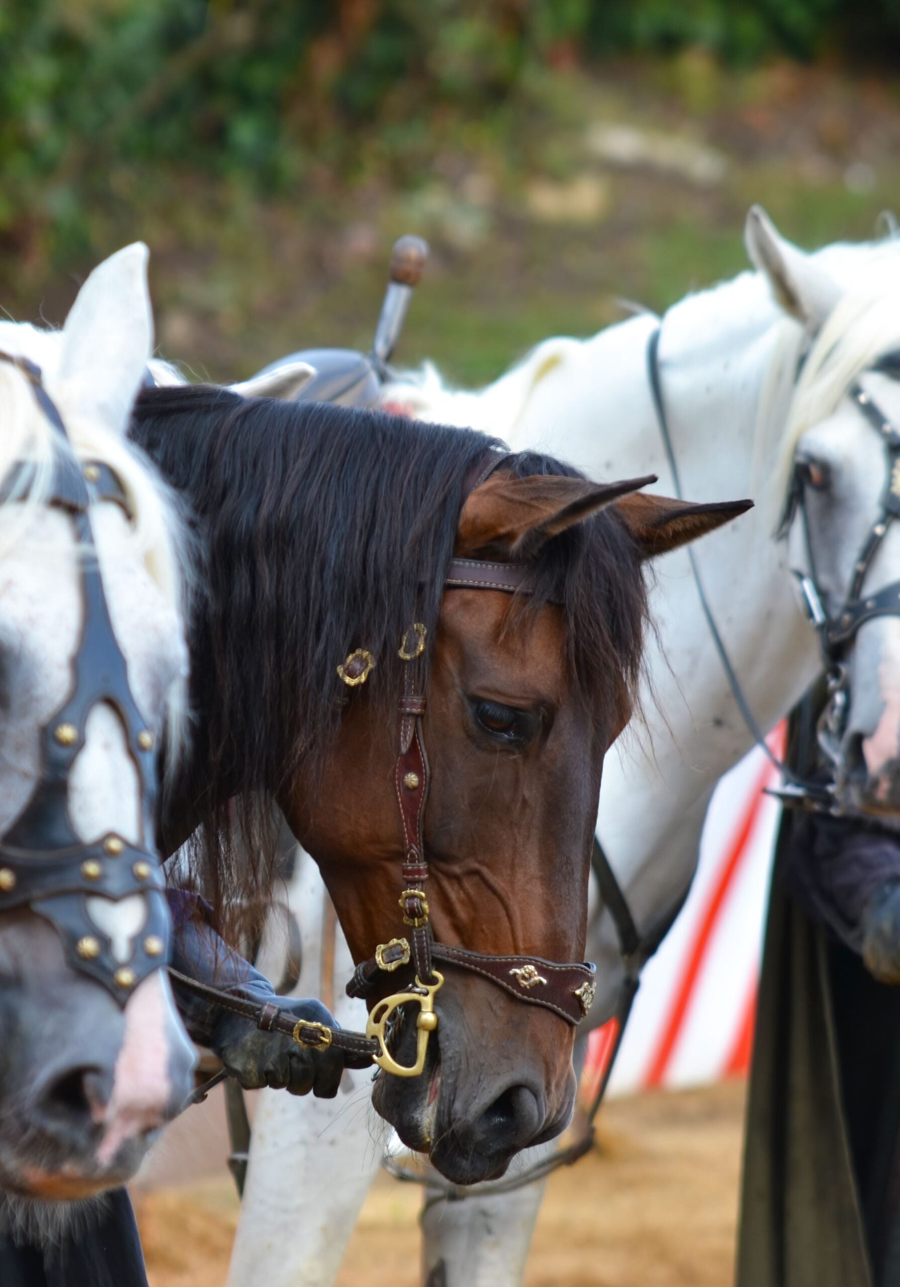 Nova Zelândia busca novos moradores para cuidar de cavalos, burros e outros animais e oferece moradia grátis