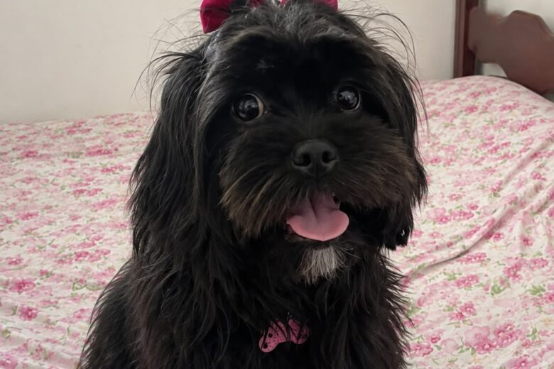 Tutora celebra localização da cadela Luna e agradece apoio da comunidade nas buscas