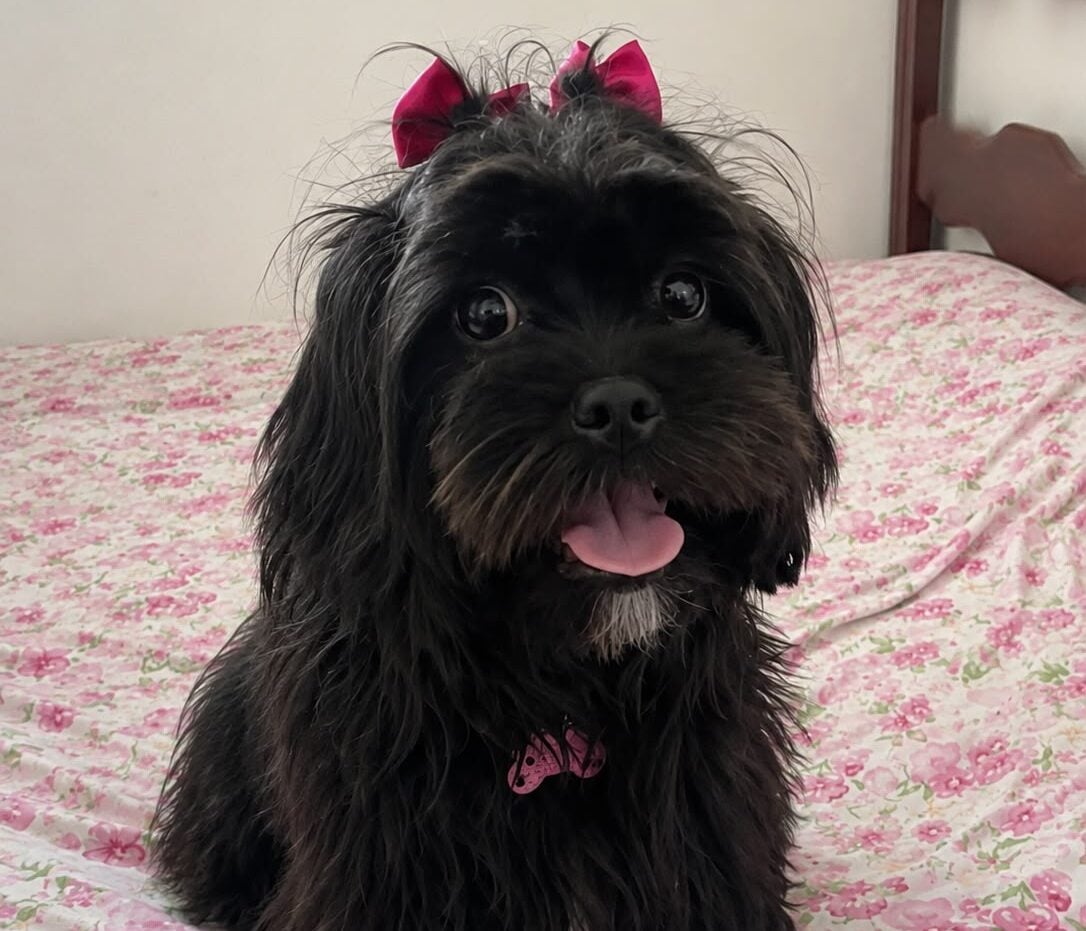 Tutora celebra localização da cadela Luna e agradece apoio da comunidade nas buscas