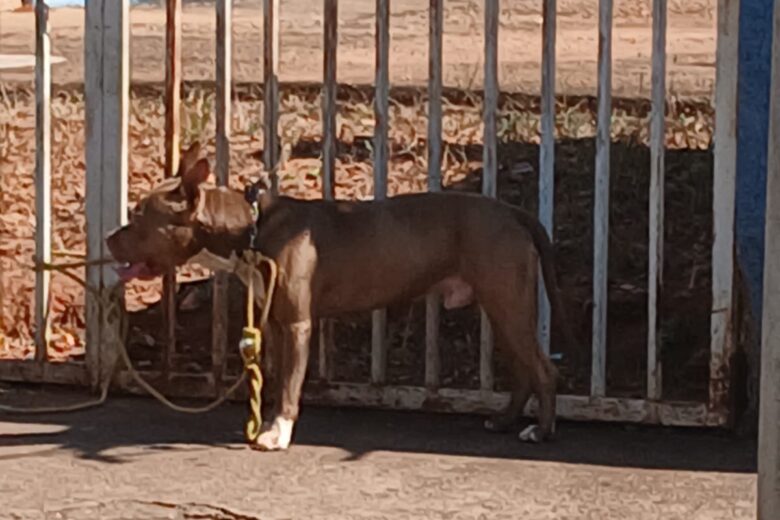 Bombeiros capturam pitbull após relato de ataque a moradora no bairro Fênix, em Itabira