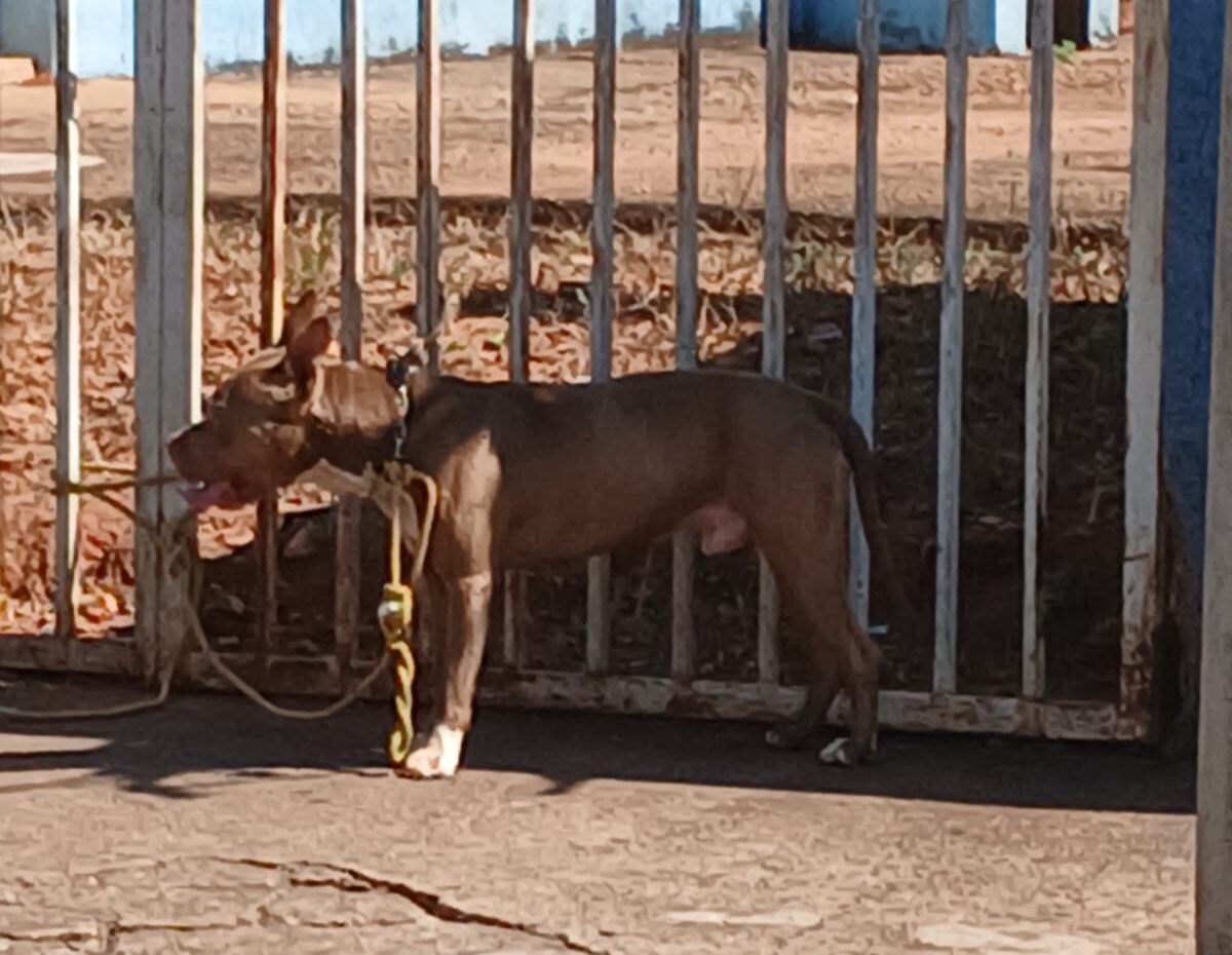 Bombeiros capturam pitbull após relato de ataque a moradora no bairro Fênix, em Itabira