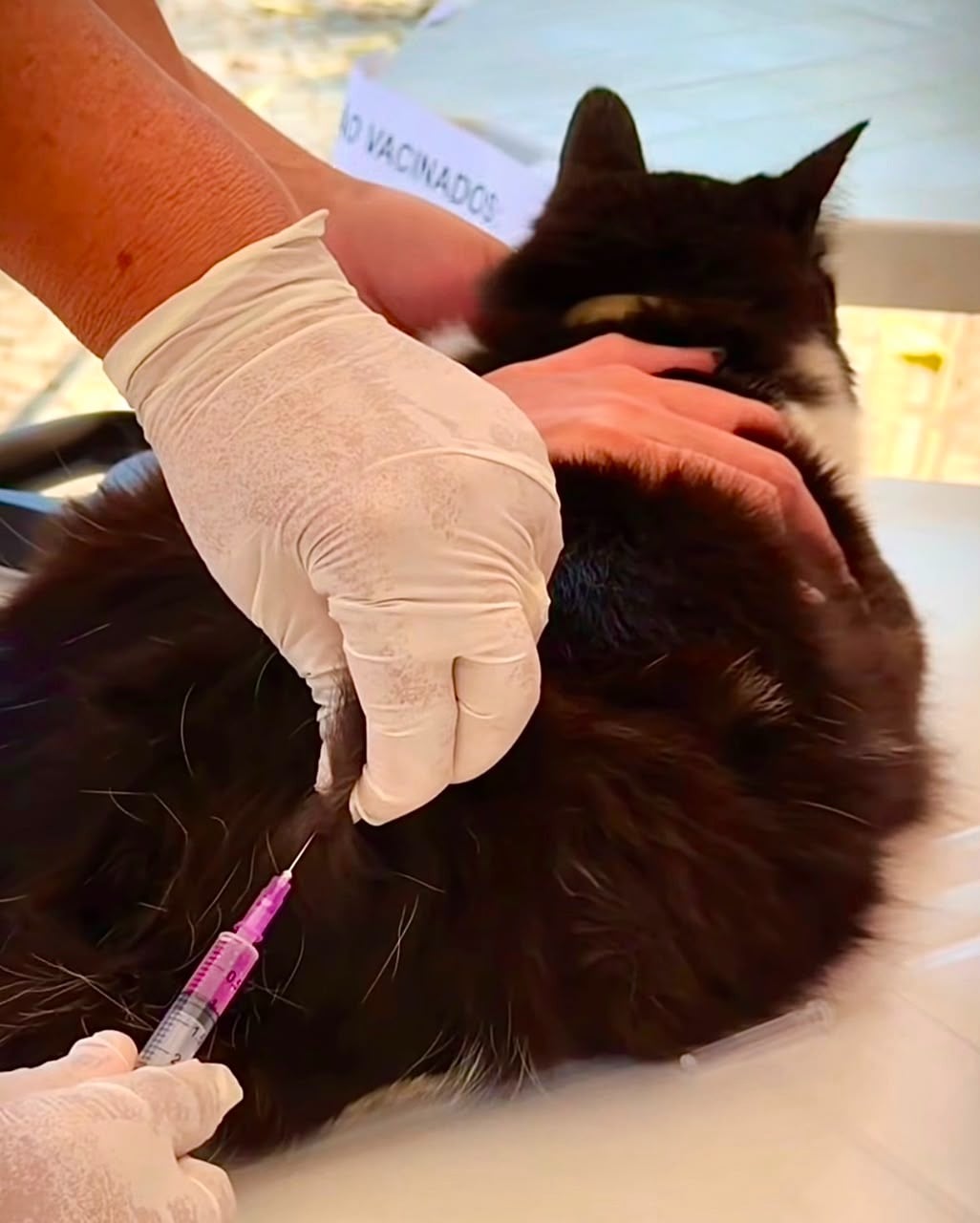 Itabira já imunizou 4,4 mil animais contra a raiva e prepara novo Dia D