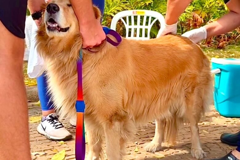 Itabira já imunizou 4,4 mil animais contra a raiva e prepara novo Dia D