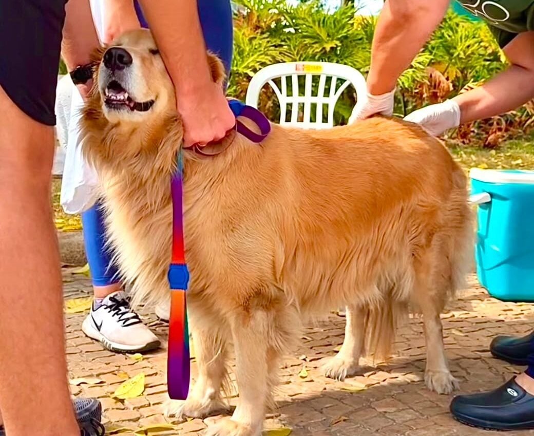 Itabira já imunizou 4,4 mil animais contra a raiva e prepara novo Dia D