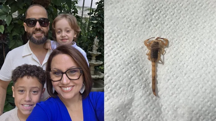 Família decide sair de casa após encontrar 10 escorpiões dentro do imóvel