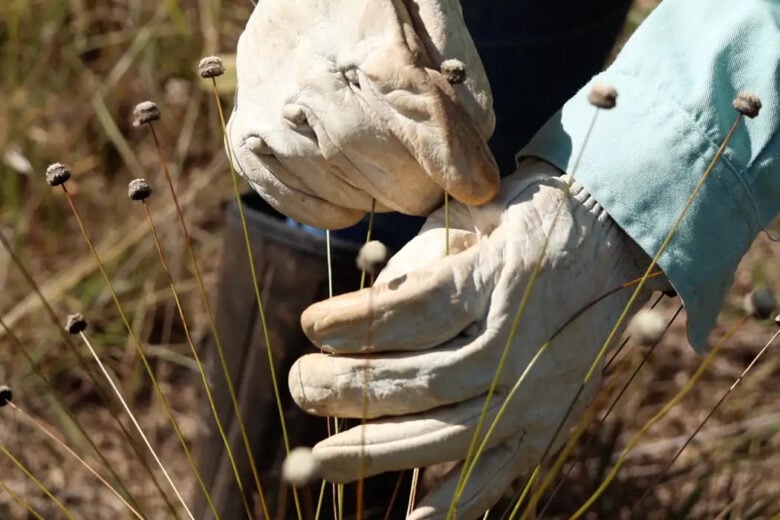 Em Minas Gerais, pesquisadores redescobrem plantas consideradas extintas pela ciência há mais de três décadas