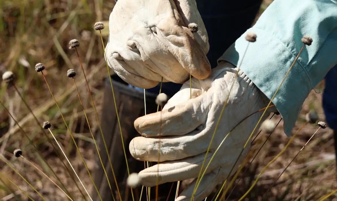 Em Minas Gerais, pesquisadores redescobrem plantas consideradas extintas pela ciência há mais de três décadas